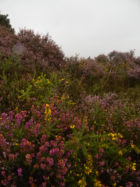 Heather and gorse Milford to Haslemere