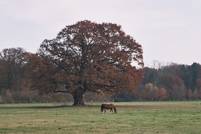 horse in meadow, Bussum