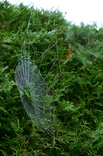 Web | by juan_guthrie