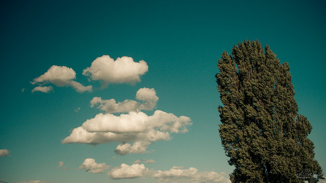 L'arbre et les nuages