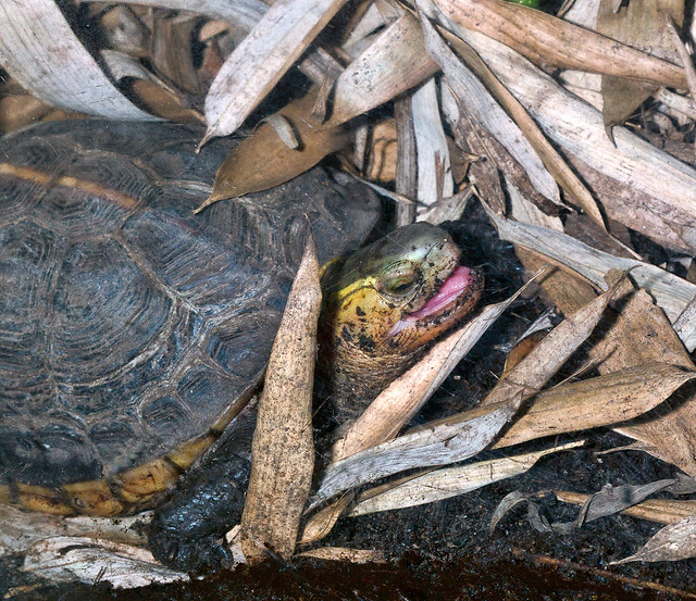 Chinese Yellow-margined Box Turtle (Cuora flavomarginata sinensis ) at Woodland Park Zoo (3)