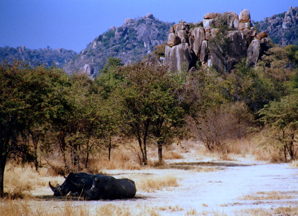 Zimbabwe Hits Zero Rhino Poaching, 1,406 Rhinos