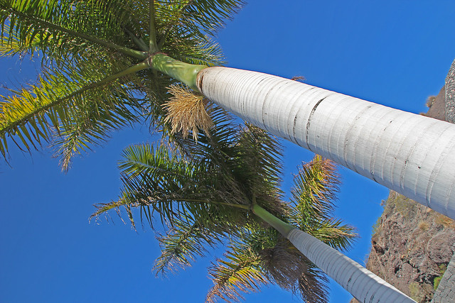 Roystonea regia - Cuban Royal Palms,  Playa de Las Americas, Tenerife