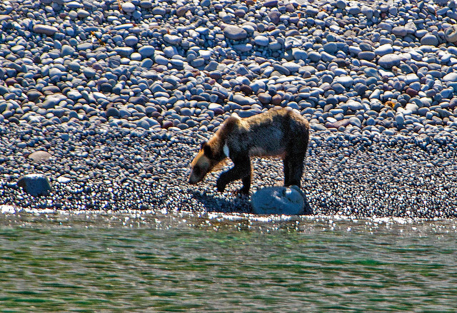 Hokkaido Brown Bear On Rocky Beach