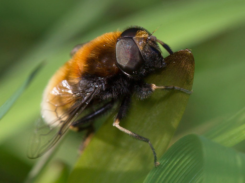 Eristalis intricaria/us (Furry dronefly)