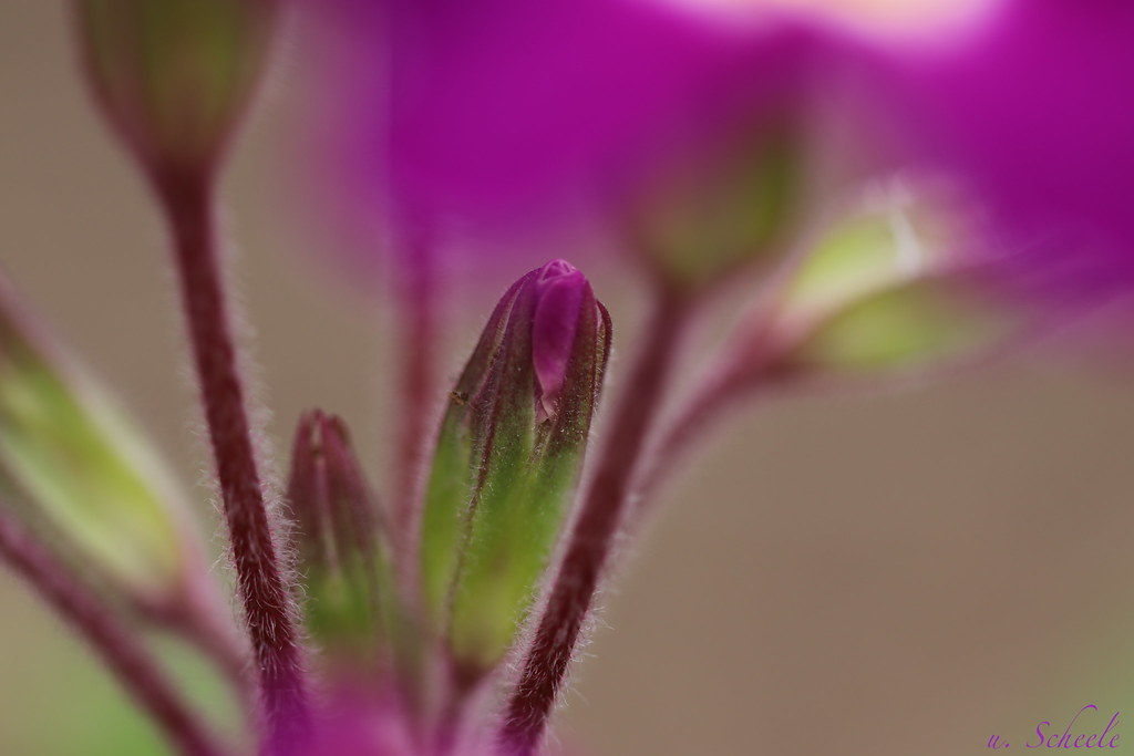 pink flower - hairy