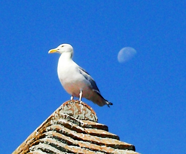 Seagull & Moon