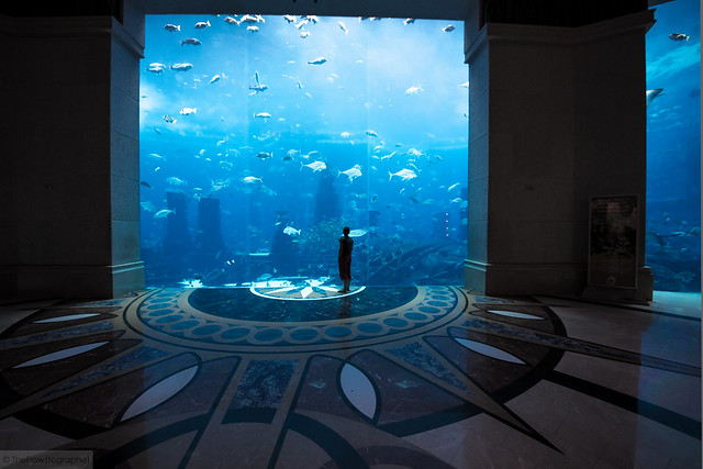 Dubai Palm Aquarium