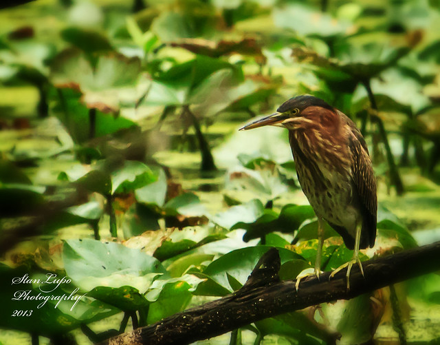 Green Heron Over Polly's Pond