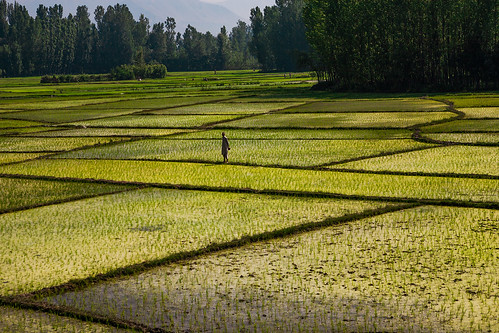 india landscape indie getty fields farms kashmir agriculture indien inde jammuandkashmir awantipora