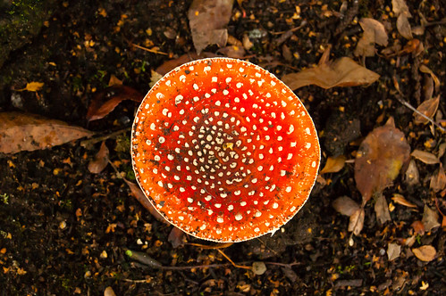 More West Park fly agarics