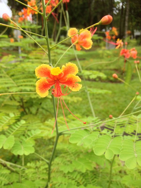 Flower at Bishan-Ang Mo Kio Park