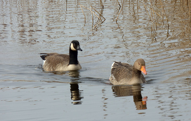 Unlikely pals, Canada Goose ( Branta canadensis) with Greylag Goose (Anser anser)