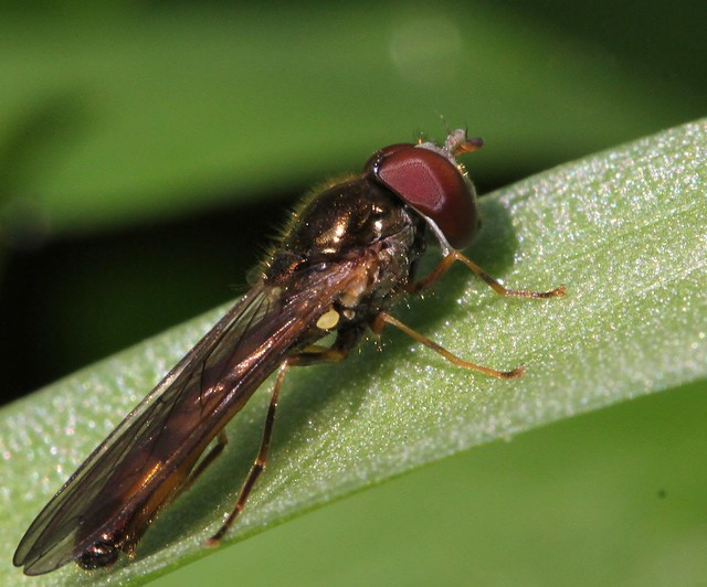 Chequered Hoverfly (Melanostoma scalare)