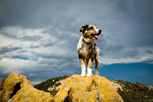 63/365 Cap | by BlueDog_1199
