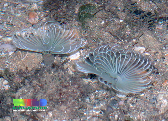 White spiral fanworms (Family Sabellidae)