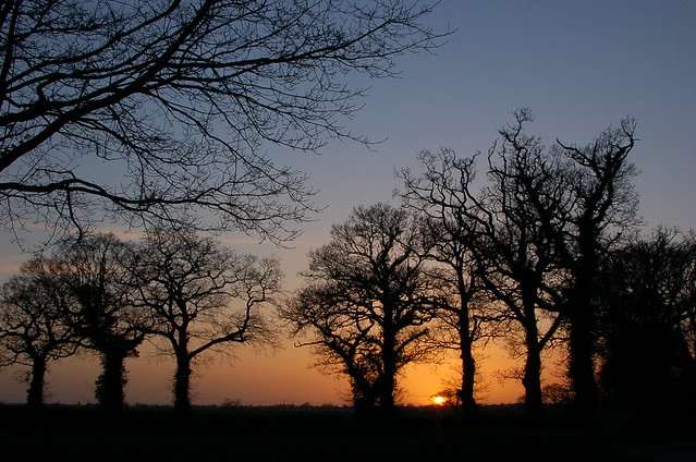 Trees and setting sun