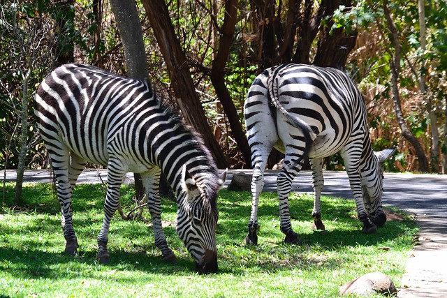 Zebra Twice