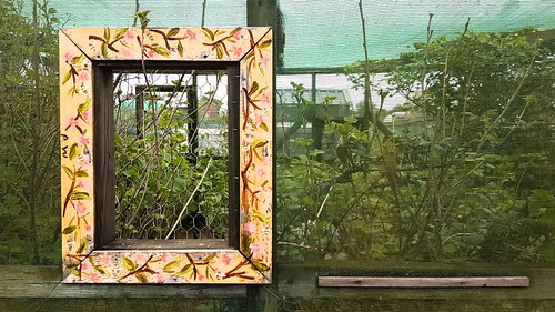 window frame view plant plants grow growth allotment skerries fingal dublin ireland netting garden gardening nature travel