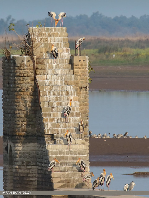 Painted Stork (Mycteria leucocephala) & Grey Heron (Ardea cinerea)