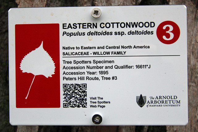 Populus deltoides ssp. deltoides (Eastern cottonwood) 16611*J