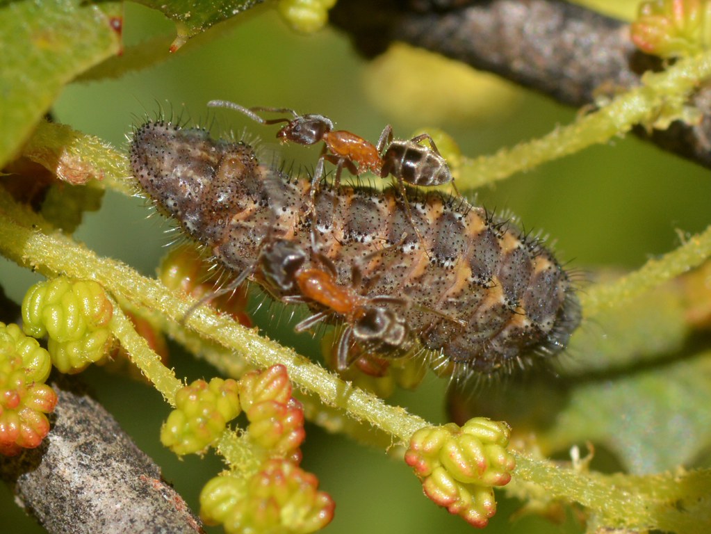 Ant-tended caterpillar on Scrub Oak - California Hairstreak?