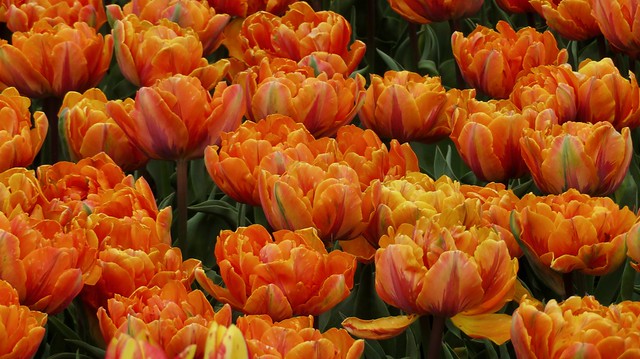These are TULIPS!