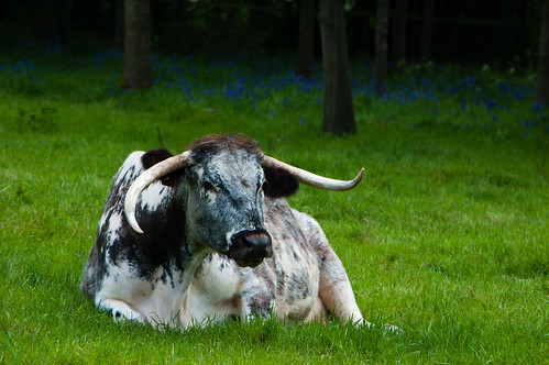 Long-horned cow, Chillington