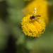 Flickr photo 'P20130710-0040—Tanacetum bipinnatum w hoverfly (Allograpta sp)—RPBG-1' by: John Rusk.