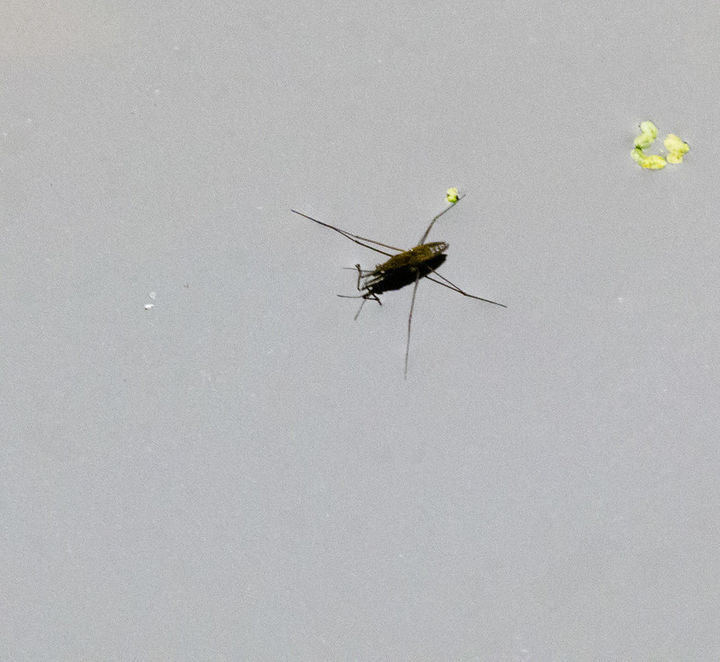 Water boatman