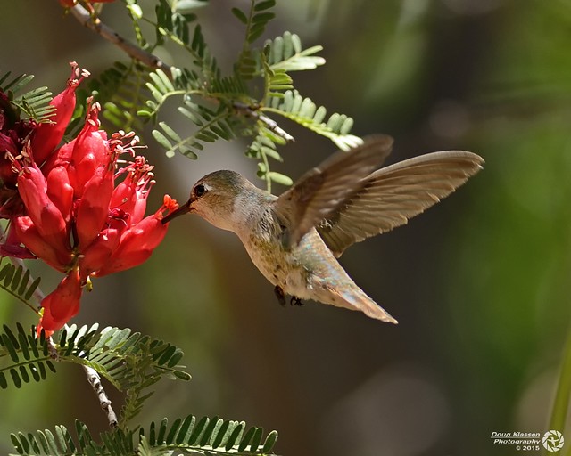 female Black-chinned Hummingbird