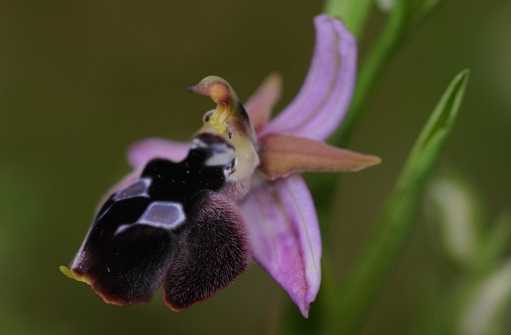 Hybride Hufeisen-Ragwurz × Reinholds Ragwurz, Ophrys ferrum-equinum × reinholdii