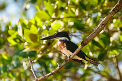 Amazon Kingfisher | Martın Pescador Matraquero (Chloroceryle amazona)