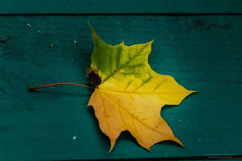 Fall leaf | by SAURAVphoto