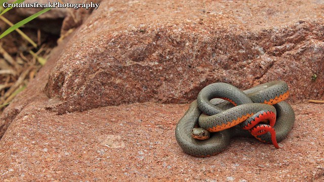 Gorgeous Ringneck Snake