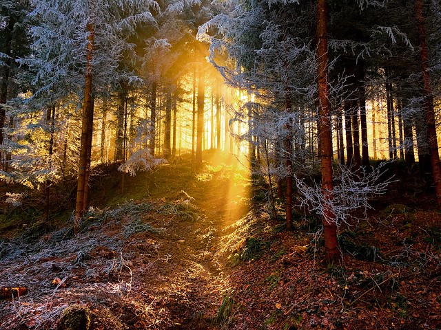 Light in the Forrest