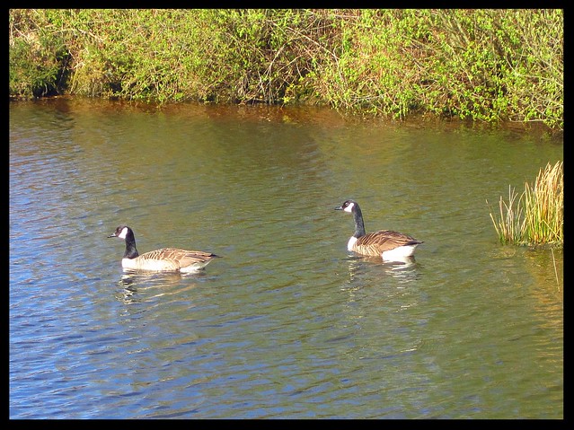 Mr & Mrs Goose