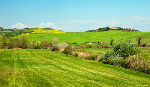 valdera landscape hills nature tuscany panorama grass spring rapeseed trees toscana paesaggio outside