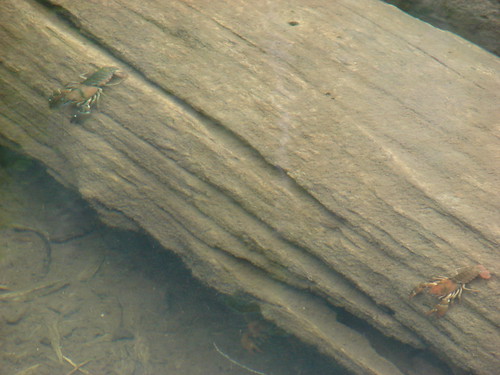 Crawdads in Middle Rock Lake