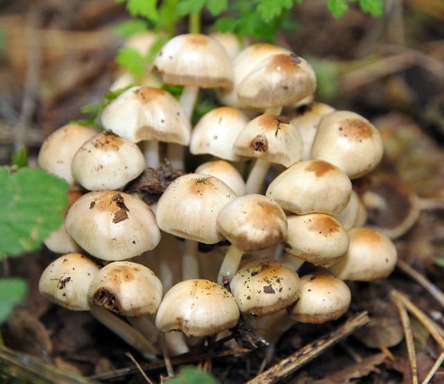 Fungi, East Anglia, UK