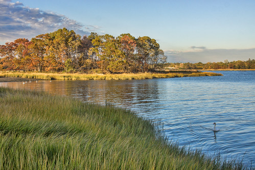 Swans by JMS2, Marshlands Conservancy, Rye NY
autumn fall nature water birds landscape coast day sony scenic rye sw