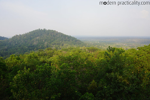 forest indonesia jungle borneo palangkaraya