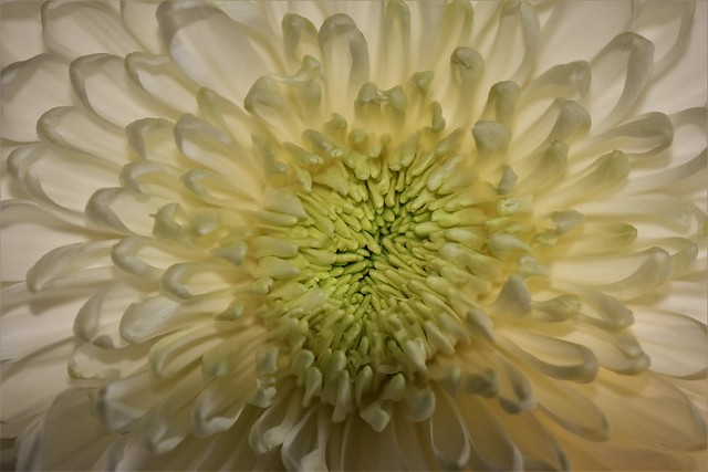 Macro of Giant Chrysanthemum