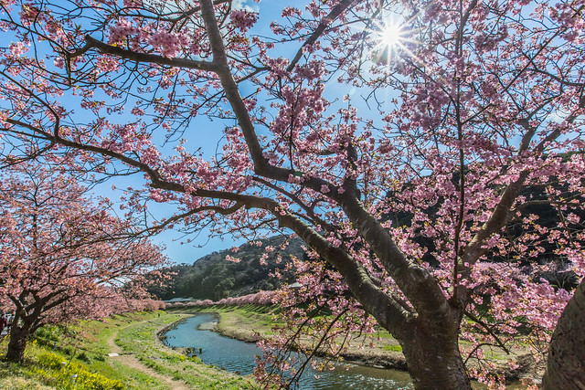 Sakura in Japan 南伊豆町の河津桜