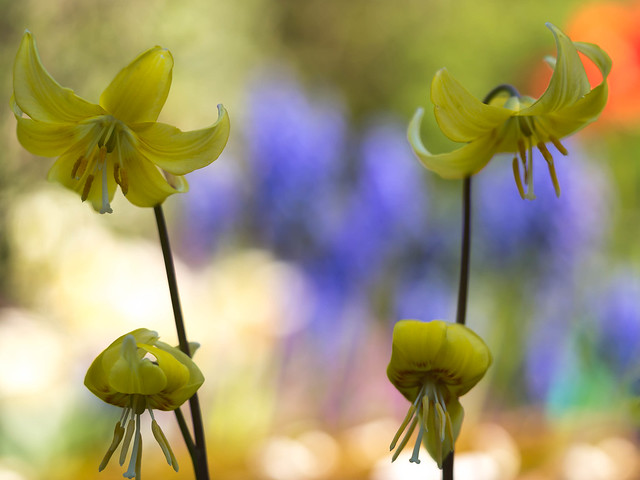 Yellow Trout Lily - Erithronium Americanum