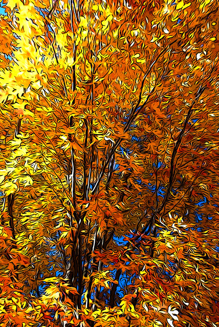Autumn Yellow Leaves, November 04, 2013 6-1 full bp sbpx