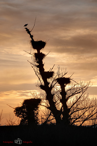 En la picota. by LANTADA Fotografia, españa arbol puestadesol cigüeña castillayleón barruelodesantullán