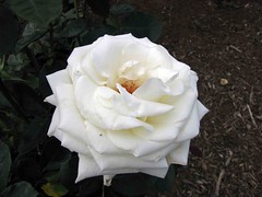 玫瑰 Rosa Frances Phoebe  [墨爾本  Werribee Rose Garden, Melbourne]