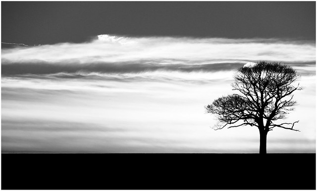 Canon EOS 60D - Winter Walk 2013 - Tree Silhouette