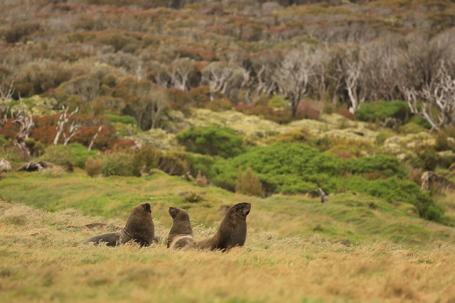 Bachelor Male Hooker's or New Zealand Sea Lions Enderby Island Subantarctic Auckland Islands New Zealand